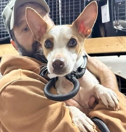 Milo, Adoptable, Young Male Rat Terrier & Chihuahua.