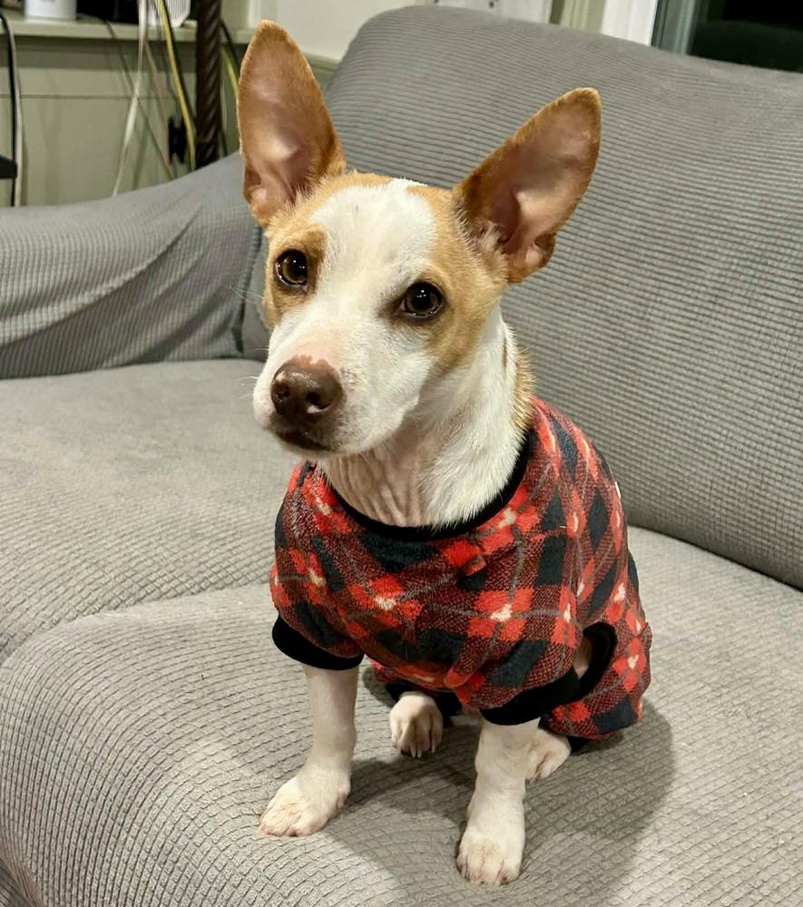 Enlarge Milo, a Adoptable mixed breed in Middletown, CT image 2/6