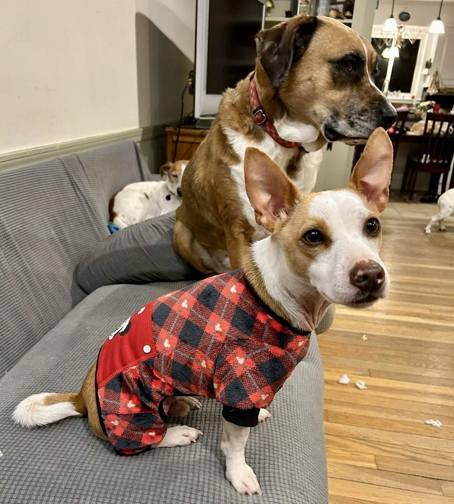 Enlarge Milo, a Adoptable mixed breed in Middletown, CT image 4/6