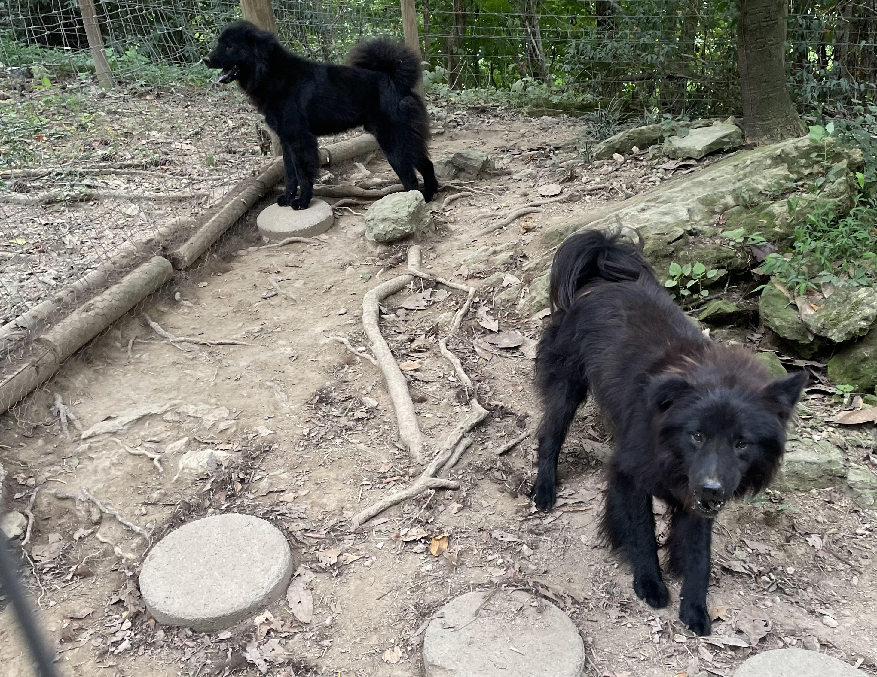 Chaco and Astro (Rehoming Chow Mixes)