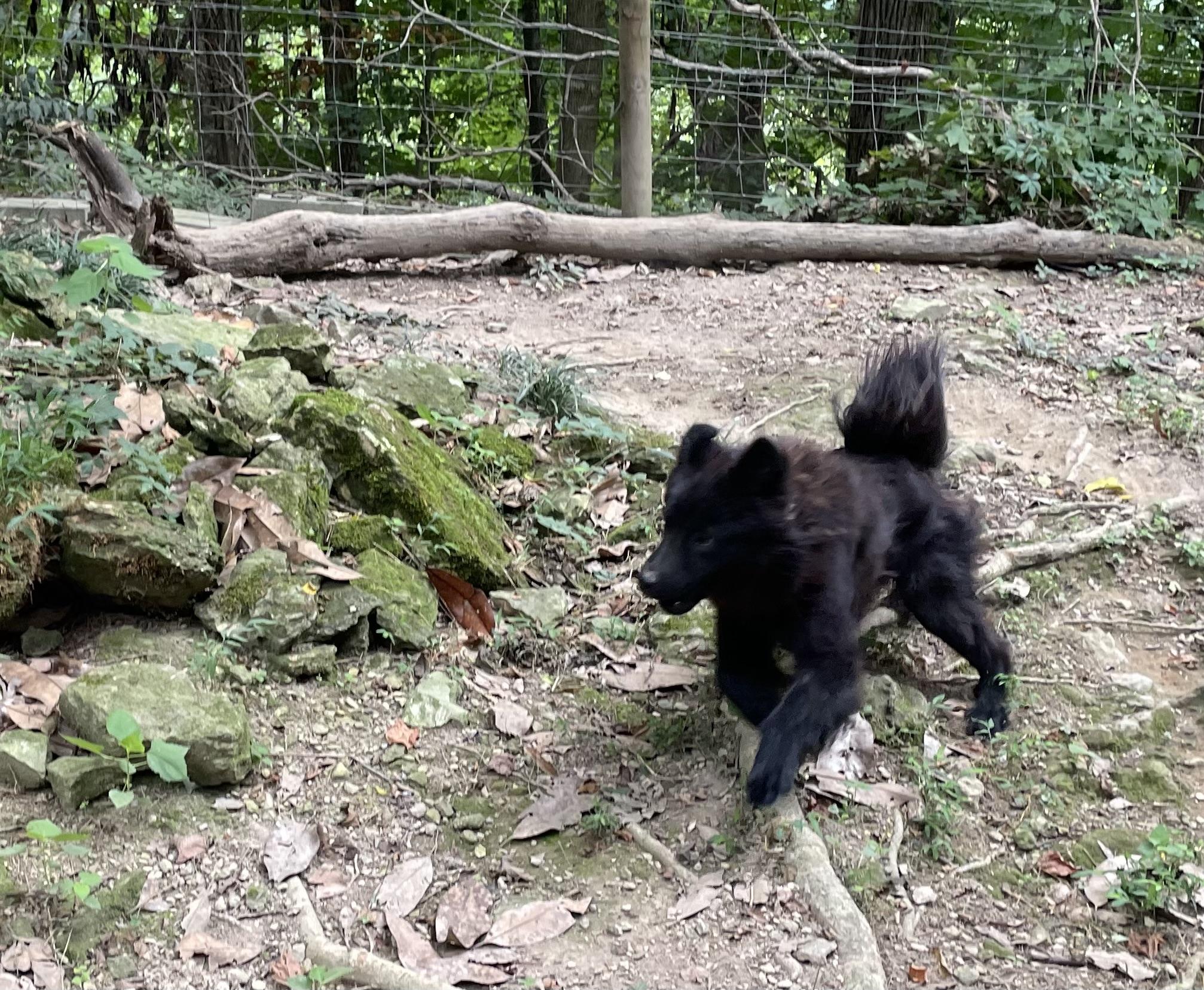 Chaco and Astro (Rehoming Chow Mixes)