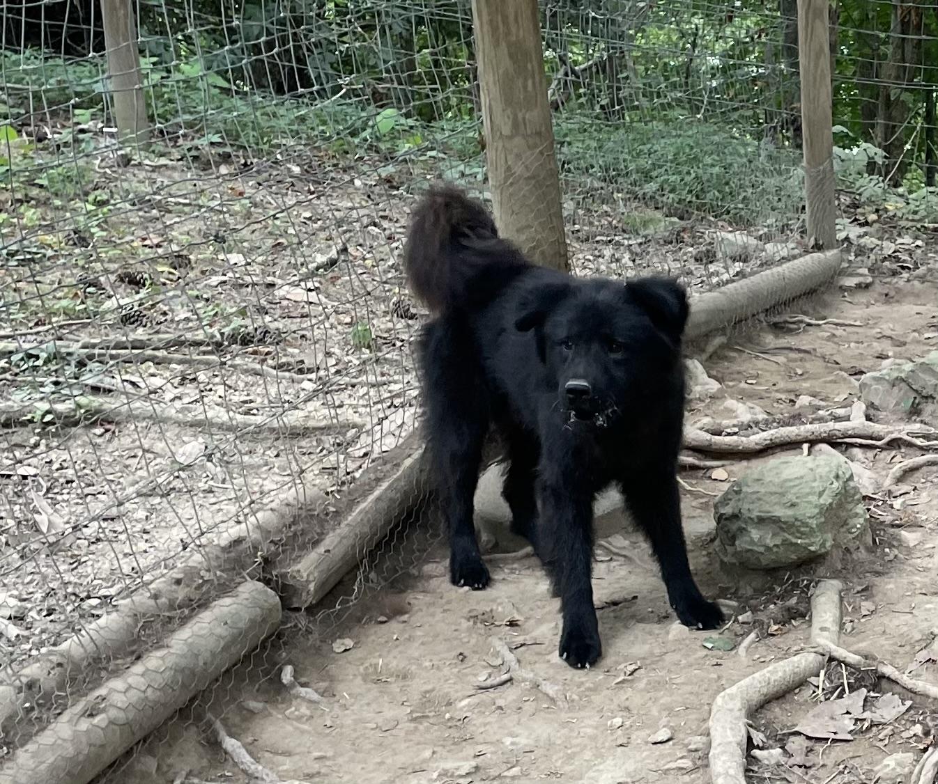 Chaco and Astro (Rehoming Chow Mixes)