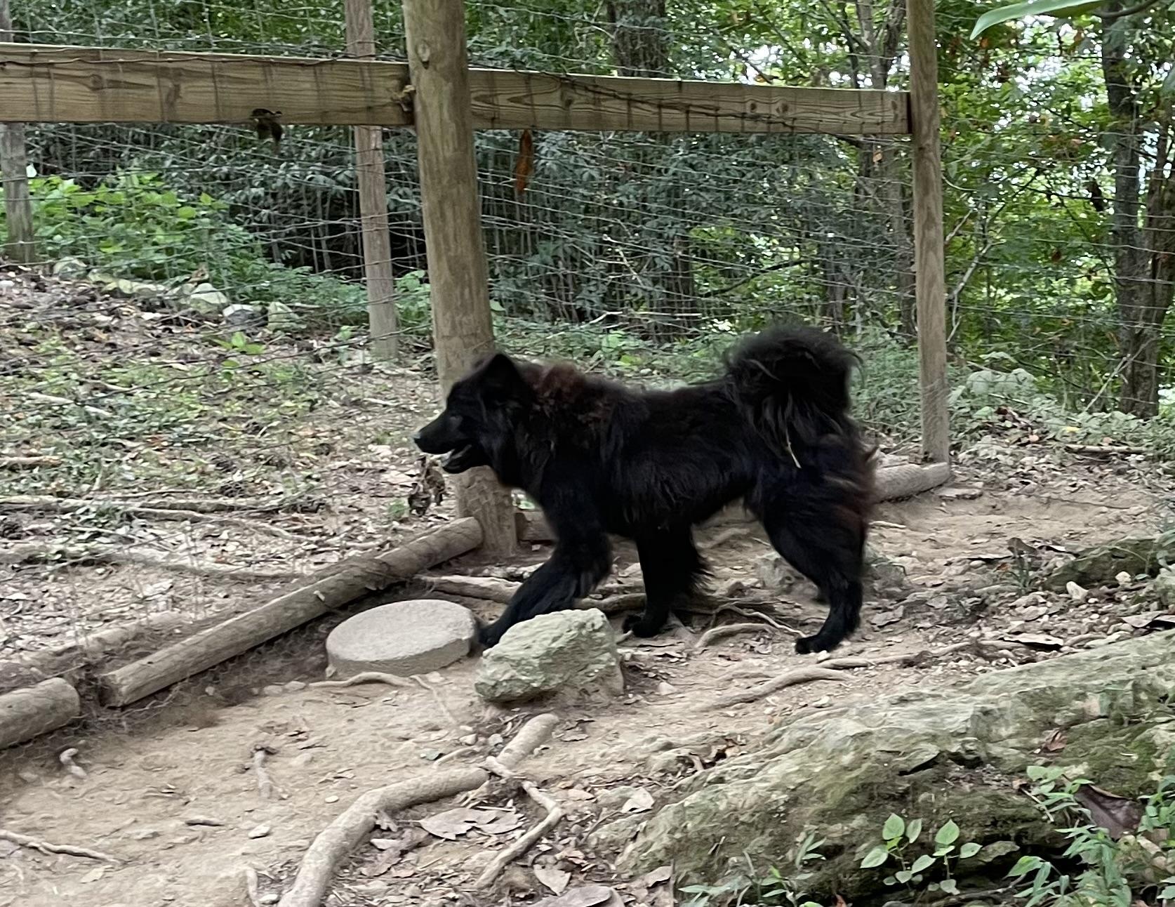 Enlarge Chaco and Astro (Rehoming Chow Mixes), a Adoptable Chow Chow in Gainesboro, TN image 4/5