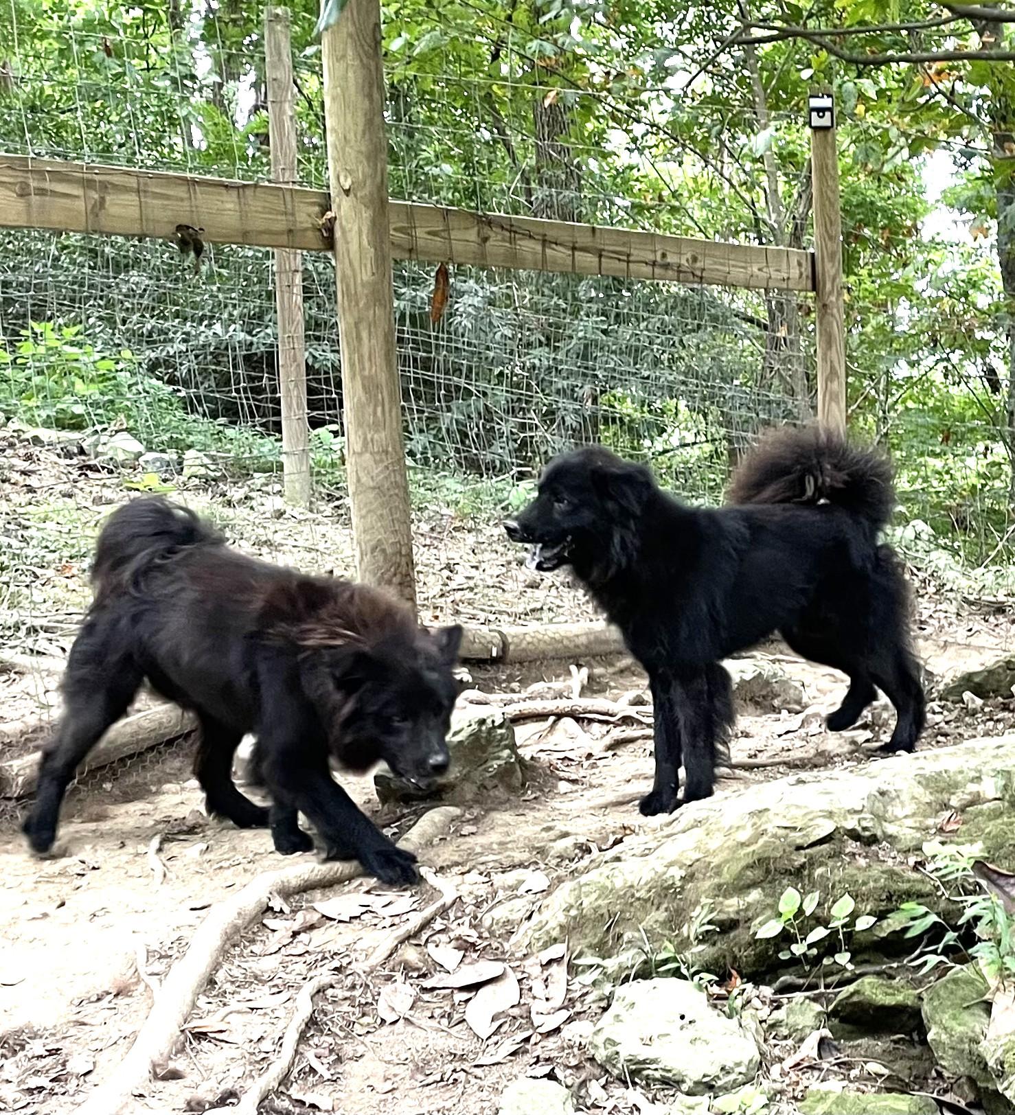 Enlarge Chaco and Astro (Rehoming Chow Mixes), a Adoptable Chow Chow in Gainesboro, TN image 5/5