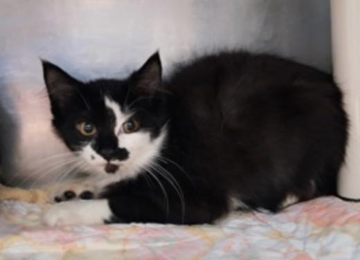 Yin, Adopted, Young Female Domestic Medium Hair.