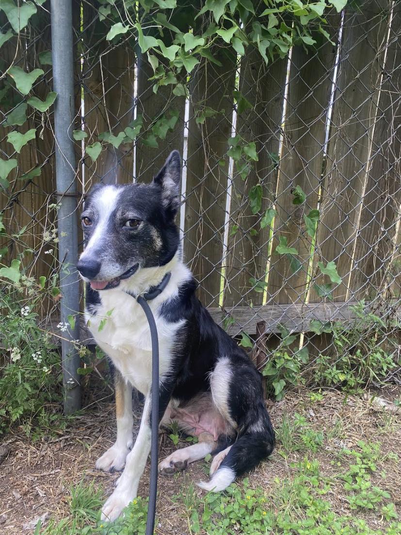 Zora, a Adoptable mixed breed in Lakeway, TX image 3/5