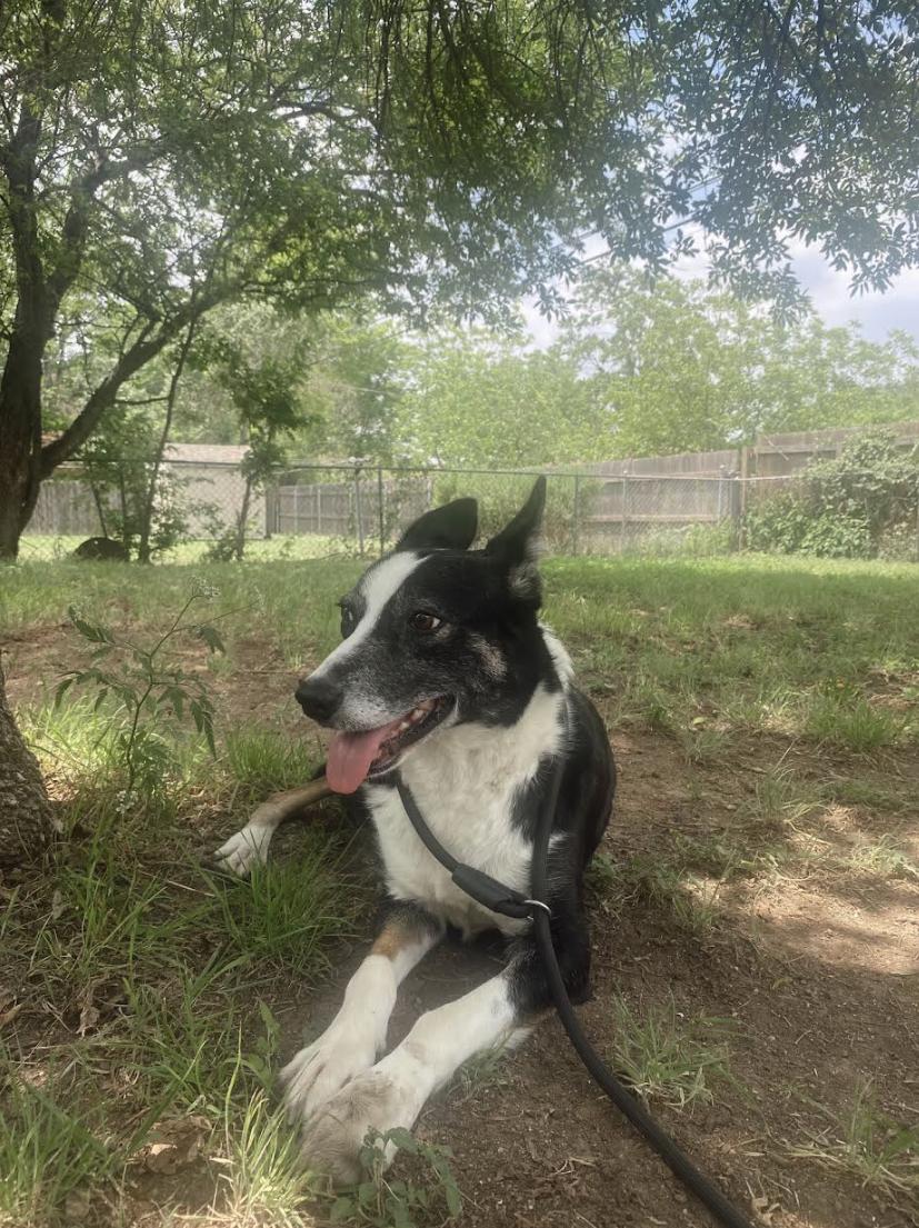 Zora, a Adoptable mixed breed in Lakeway, TX image 1/5