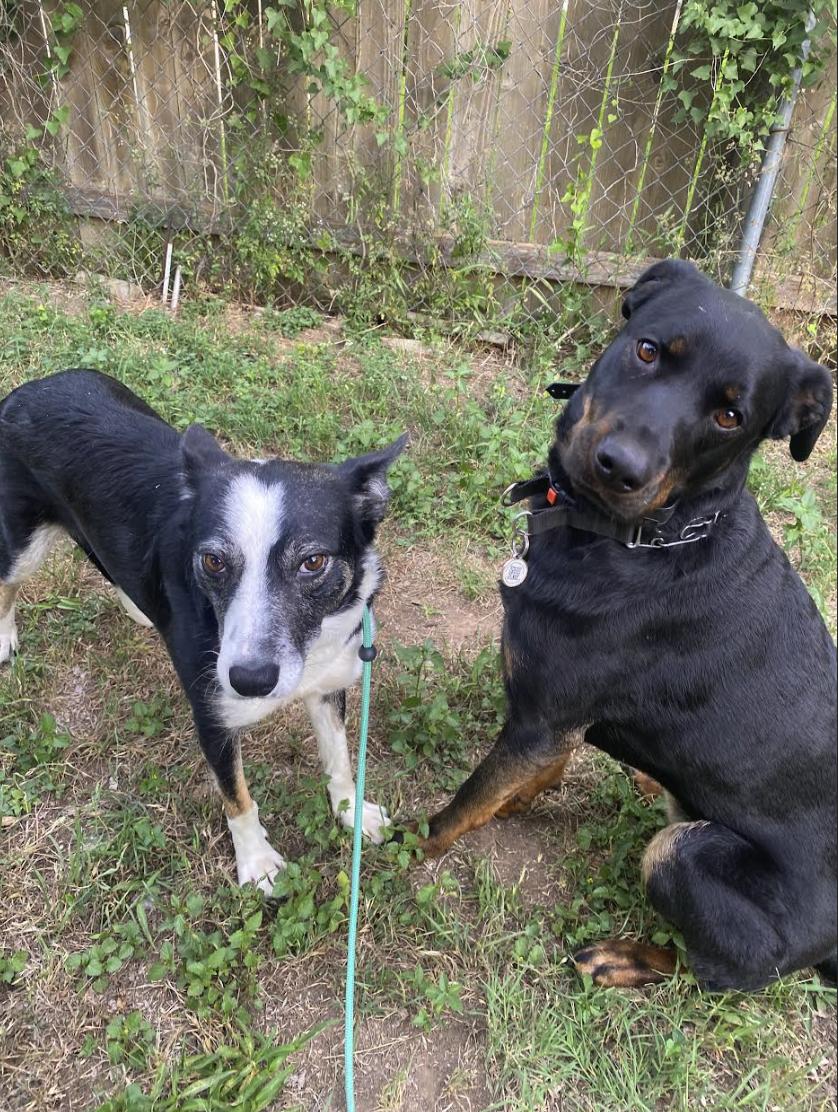 Zora, a Adoptable mixed breed in Lakeway, TX image 4/5