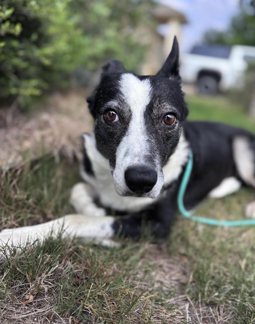 Zora, a Adoptable mixed breed in Lakeway, TX image 5/5