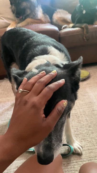 Enlarge Zora, a Adoptable mixed breed in Lakeway, TX video 2/5