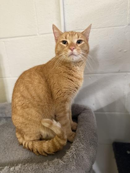 French Toast, a Adoptable Domestic Short Hair in St. Anne, IL image 2/2