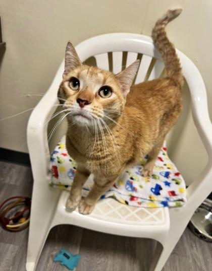 Enlarge French Toast, a Adoptable Domestic Short Hair in St. Anne, IL image 1/2