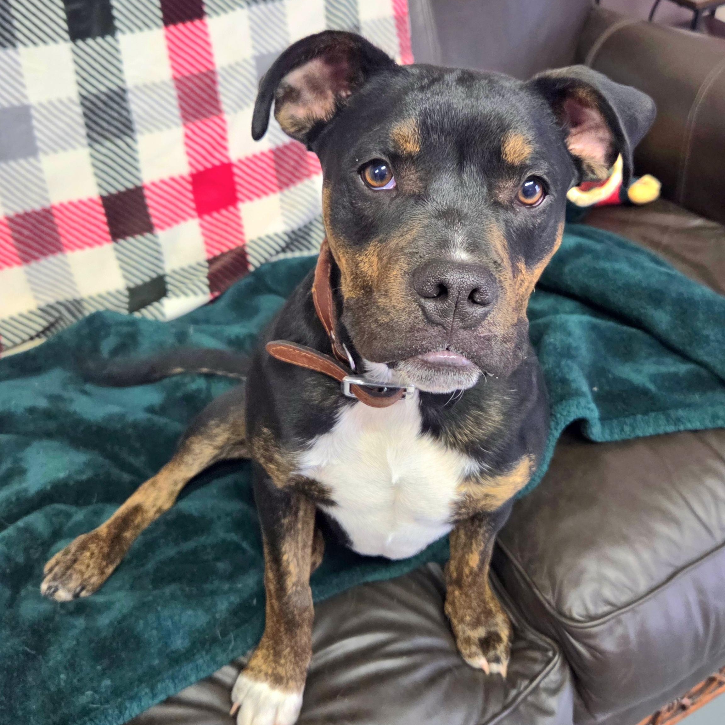 Dacota, adopted, Puppy Male Pit Bull Terrier.