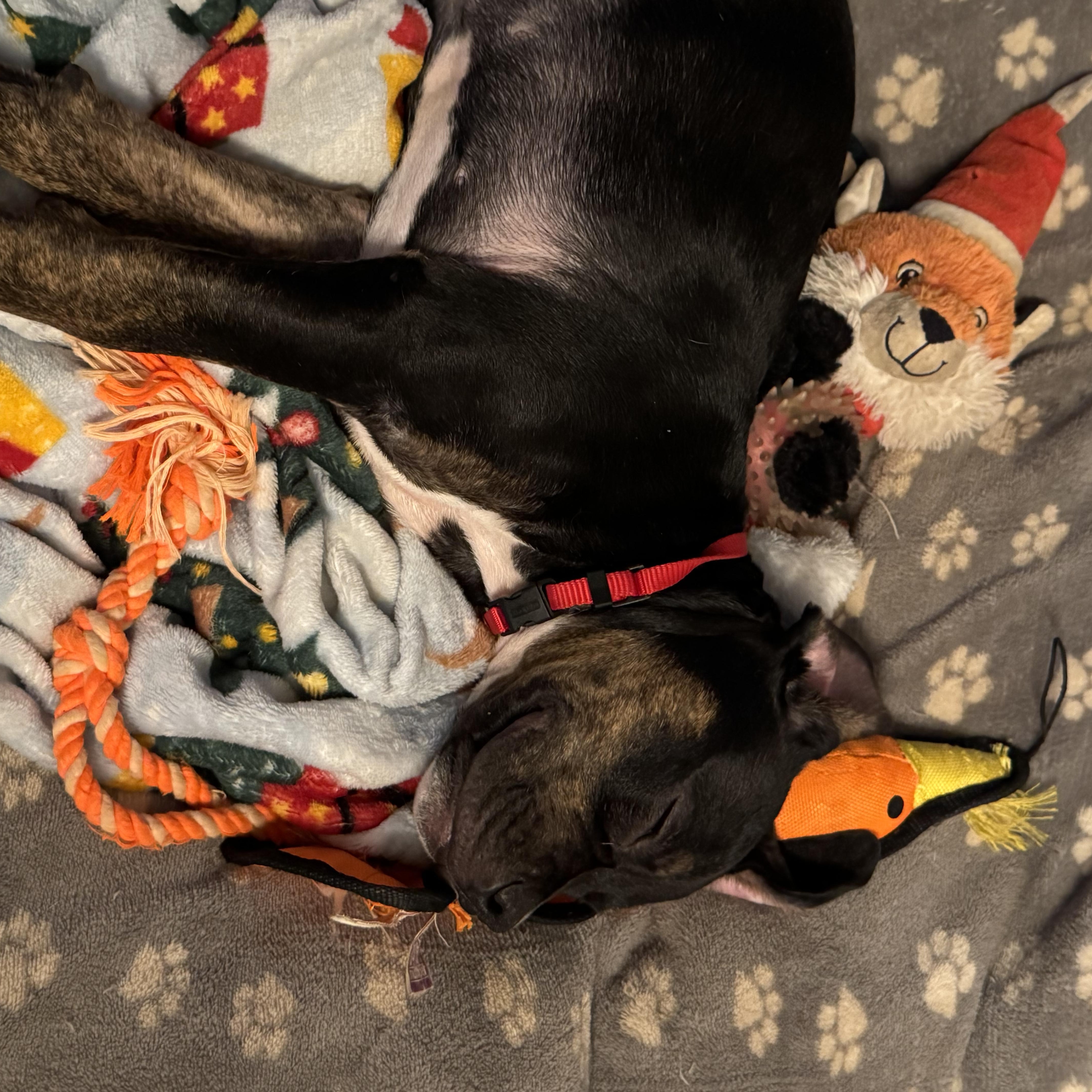 Dacota, an adopted mixed breed in Kansas City, MO image 3/4