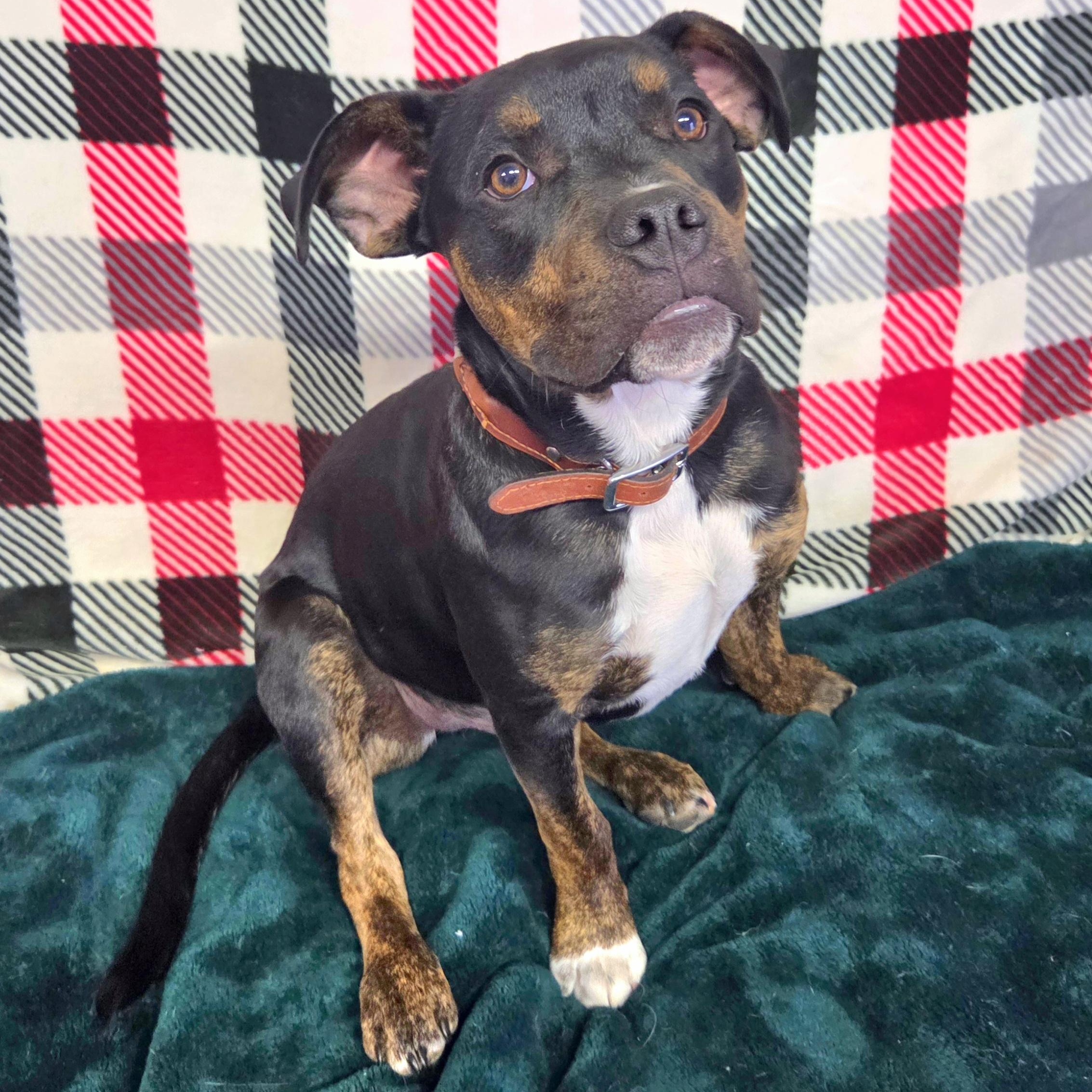 Dacota, an adopted mixed breed in Kansas City, MO image 2/4