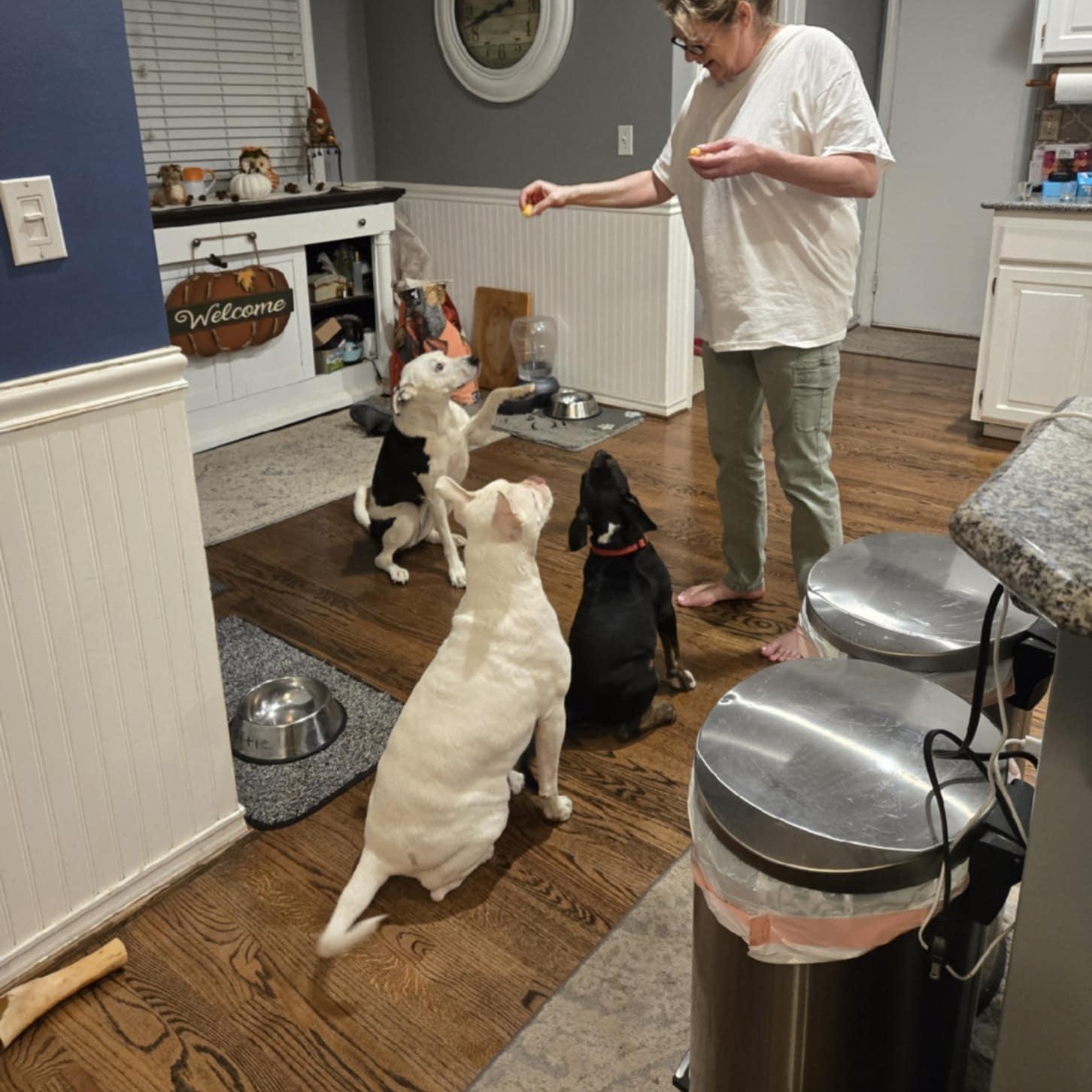 Dacota, an adopted mixed breed in Kansas City, MO image 4/4