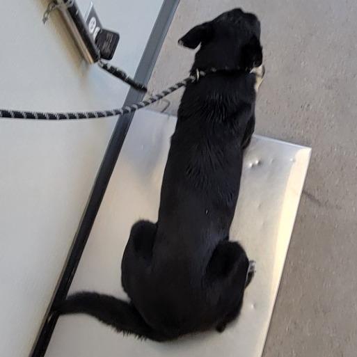 Fili, Adoptable, Adult Male Mixed Breed.