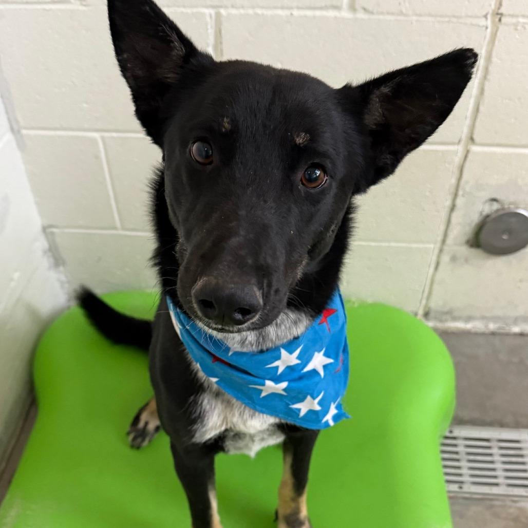 Enlarge Fili, a Adoptable Mixed Breed in Las Cruces, NM image 2/6