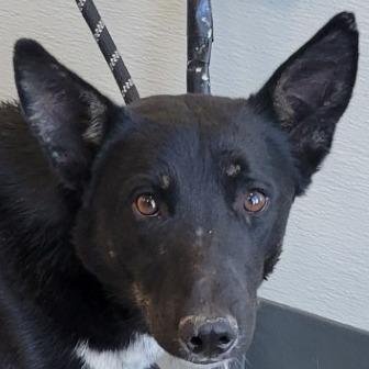 Enlarge Fili, a Adoptable Mixed Breed in Las Cruces, NM image 3/6