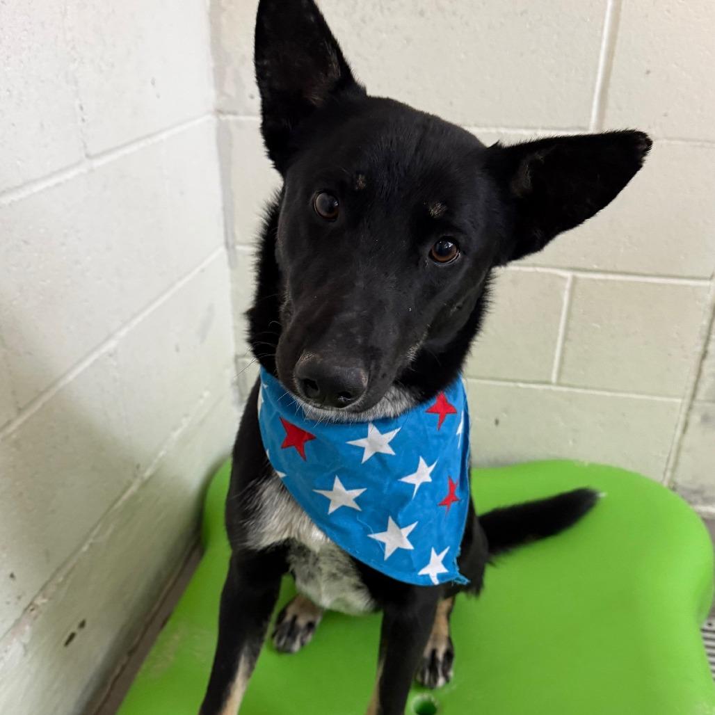 Enlarge Fili, a Adoptable Mixed Breed in Las Cruces, NM image 4/6