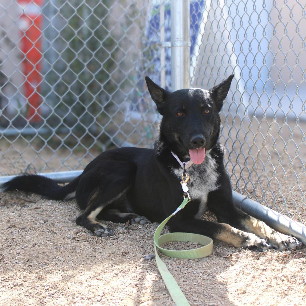 Enlarge Fili, a Adoptable Mixed Breed in Las Cruces, NM image 5/6
