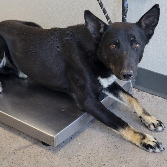 Enlarge Fili, a Adoptable Mixed Breed in Las Cruces, NM image 6/6
