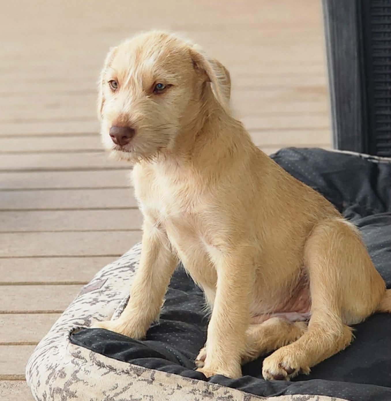 Enlarge Patti, an adopted Schnauzer in Arlington , WA image 4/6