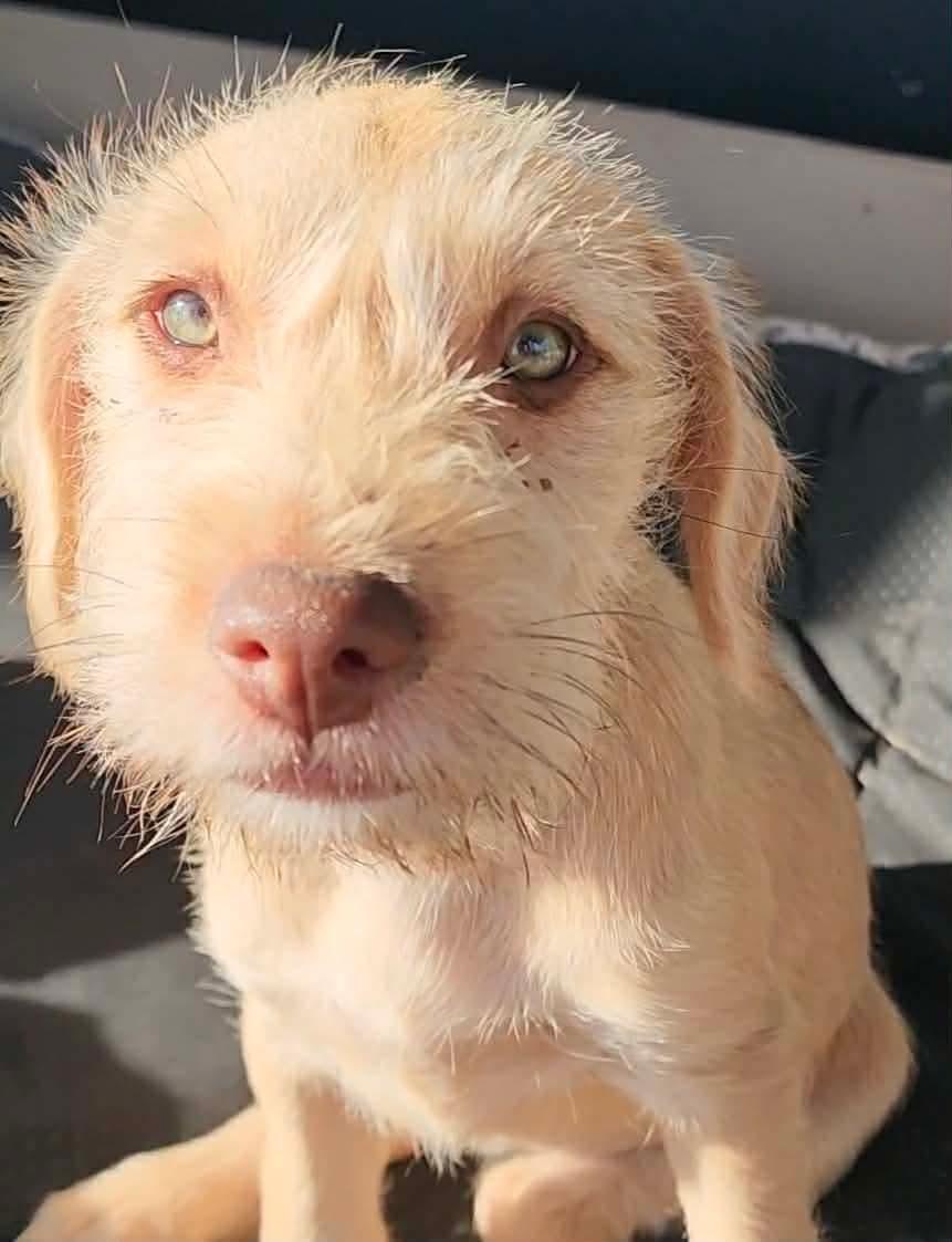 Enlarge Patti, an adopted Schnauzer in Arlington , WA image 3/6