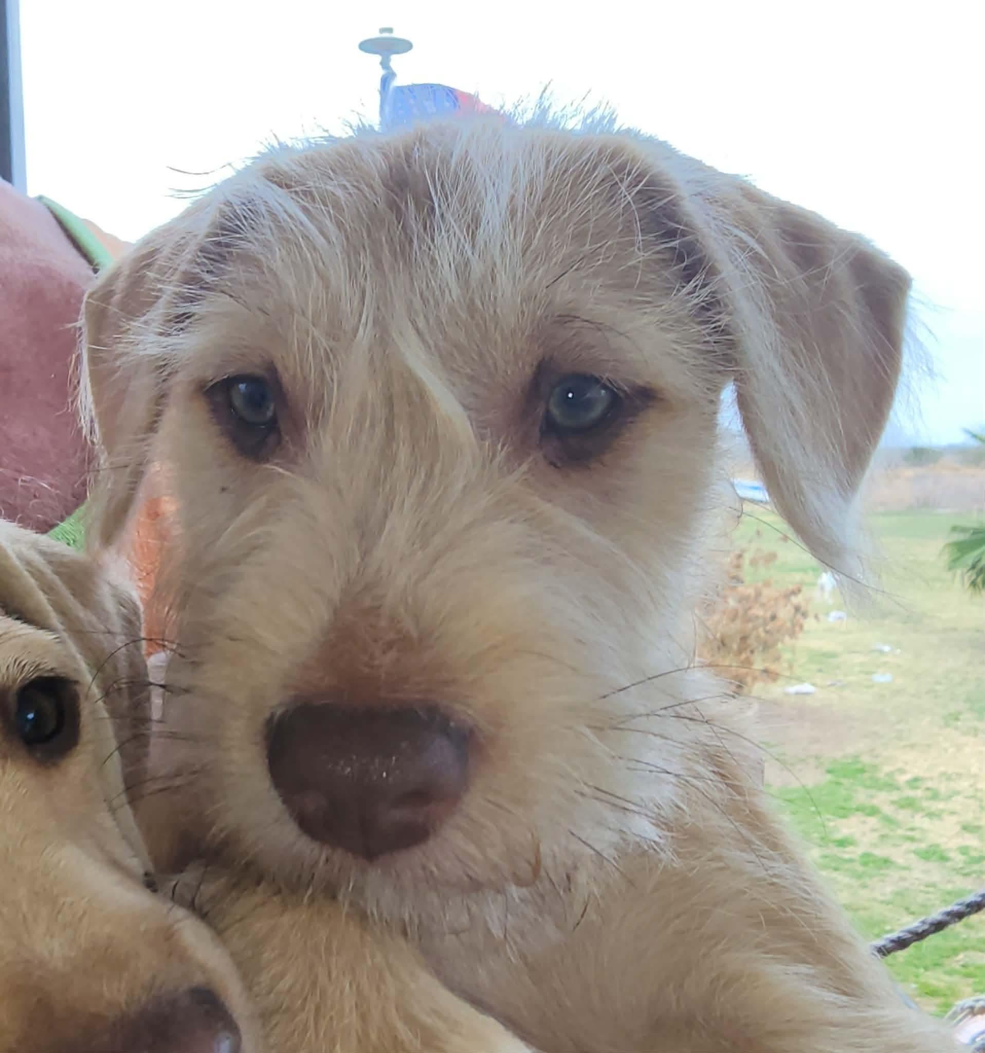 Enlarge Patti, an adopted Schnauzer in Arlington , WA image 5/6