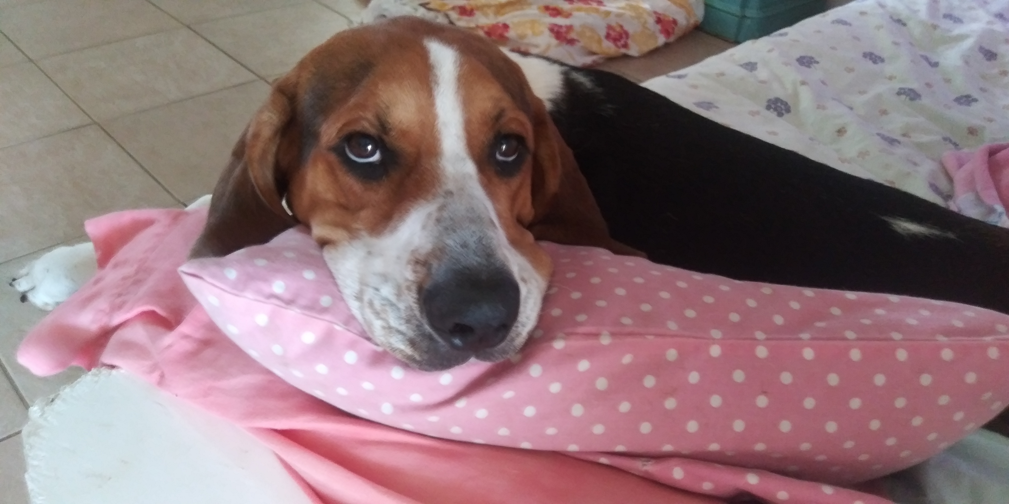 Enlarge seamus, a Adopted mixed breed in Lake Placid, FL image 1/6