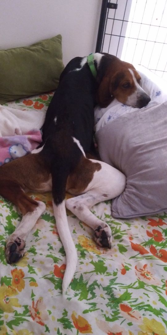 Enlarge seamus, a Adopted mixed breed in Lake Placid, FL image 2/6
