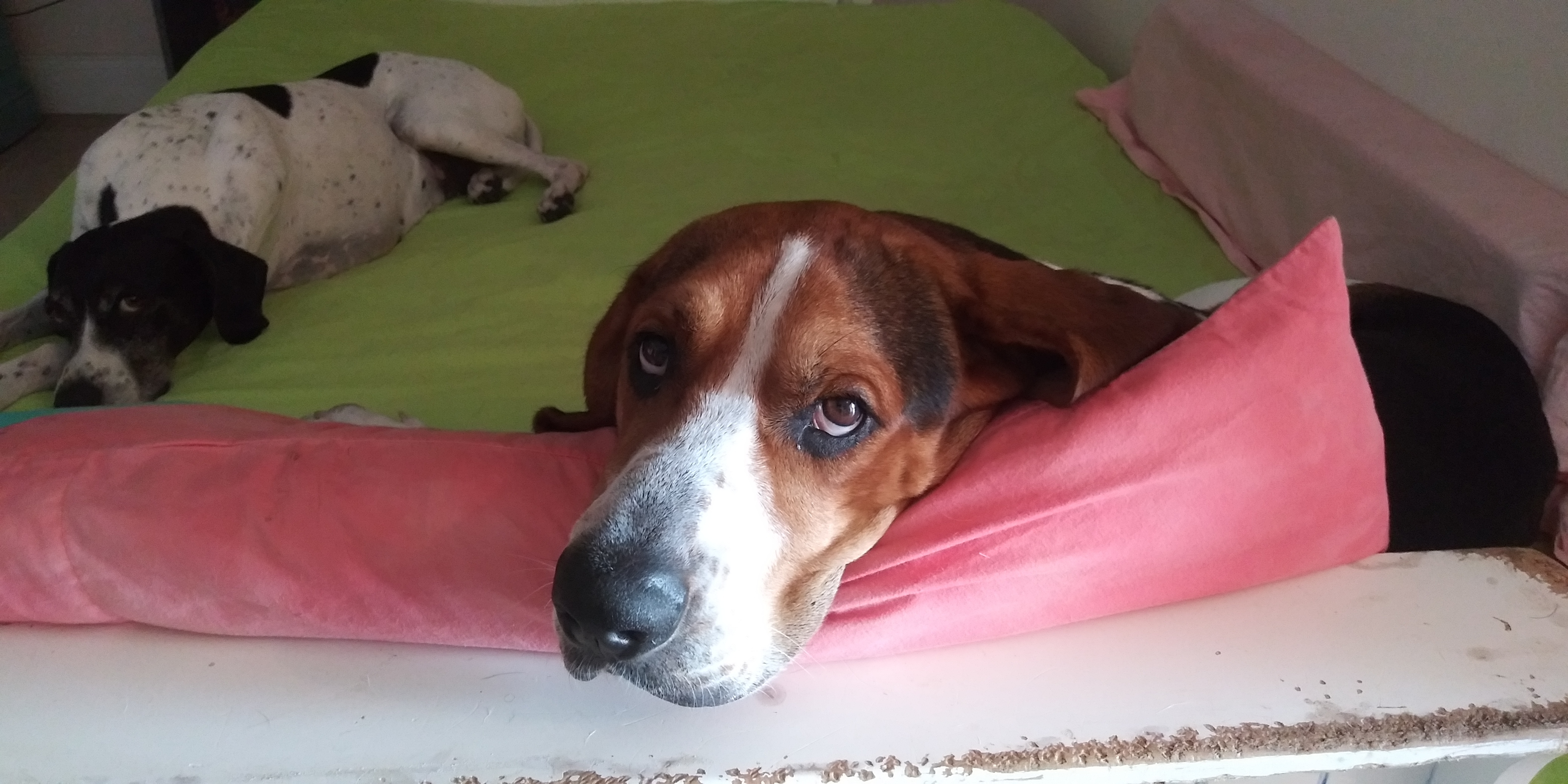 Enlarge seamus, a Adopted mixed breed in Lake Placid, FL image 4/6