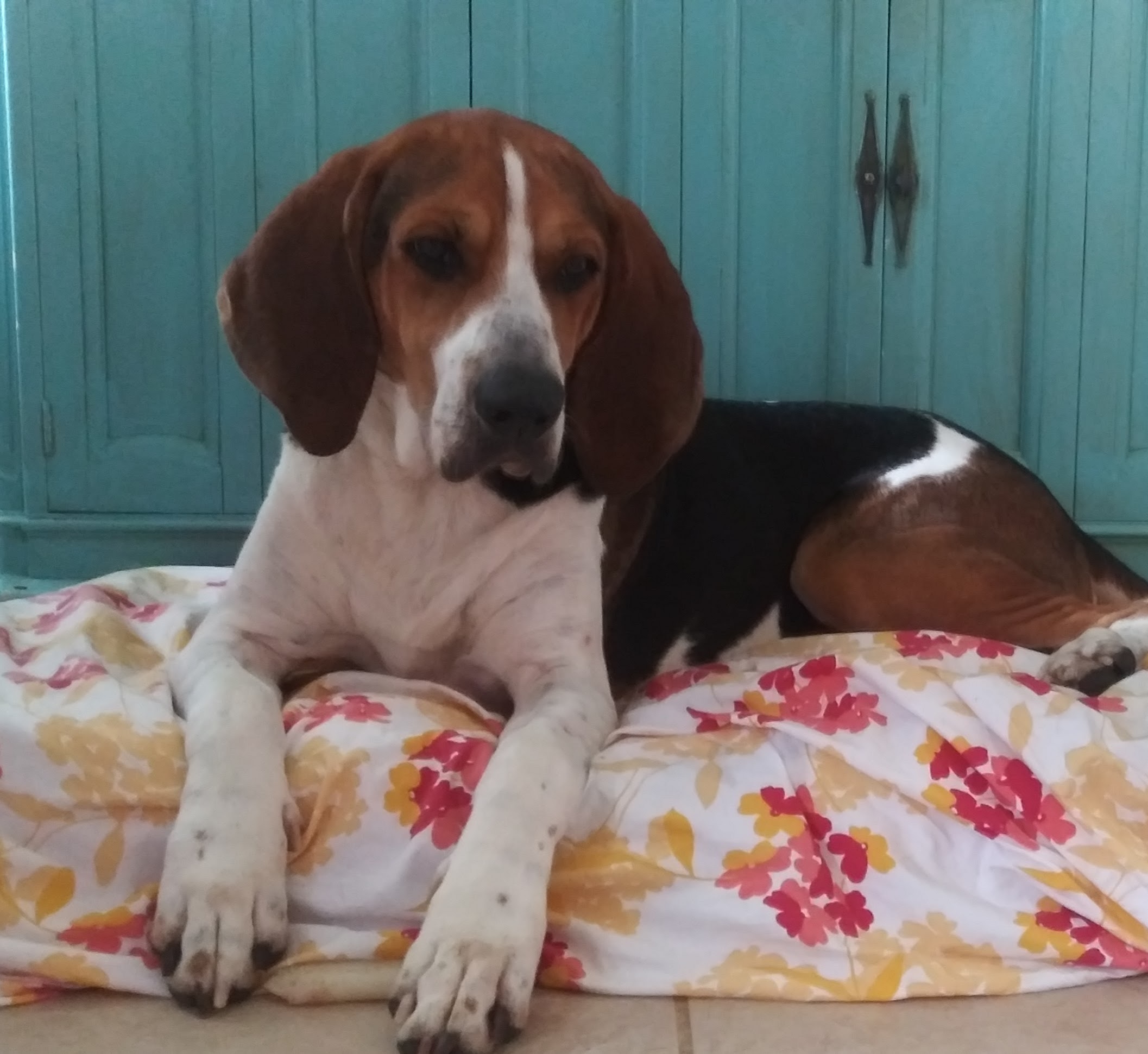 Enlarge seamus, a Adopted mixed breed in Lake Placid, FL image 5/6