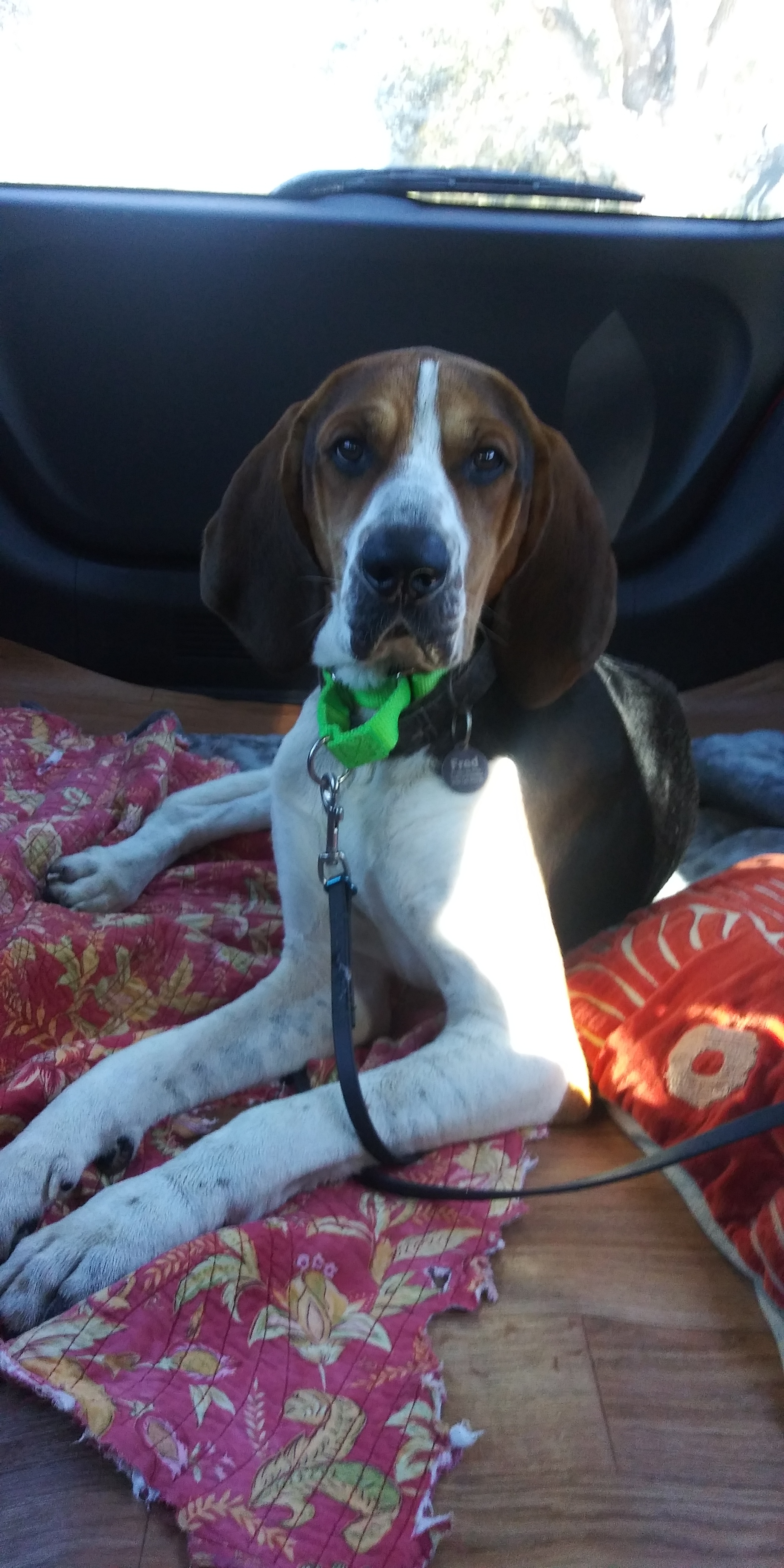 Enlarge seamus, a Adopted mixed breed in Lake Placid, FL image 6/6