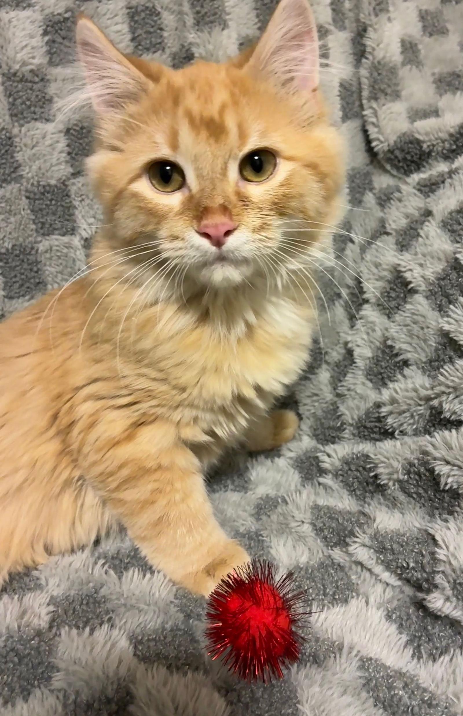 Enlarge Phrankie, a Adopted mixed breed in Forest Lake, MN image 1/1