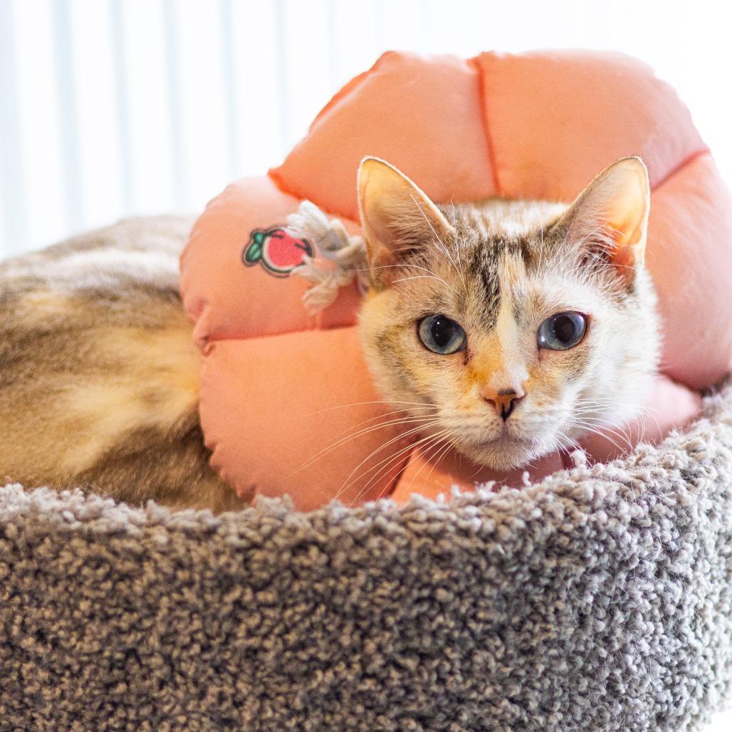 Scully (Bonded with Mulder), Adoptable, Adult Female Siamese.