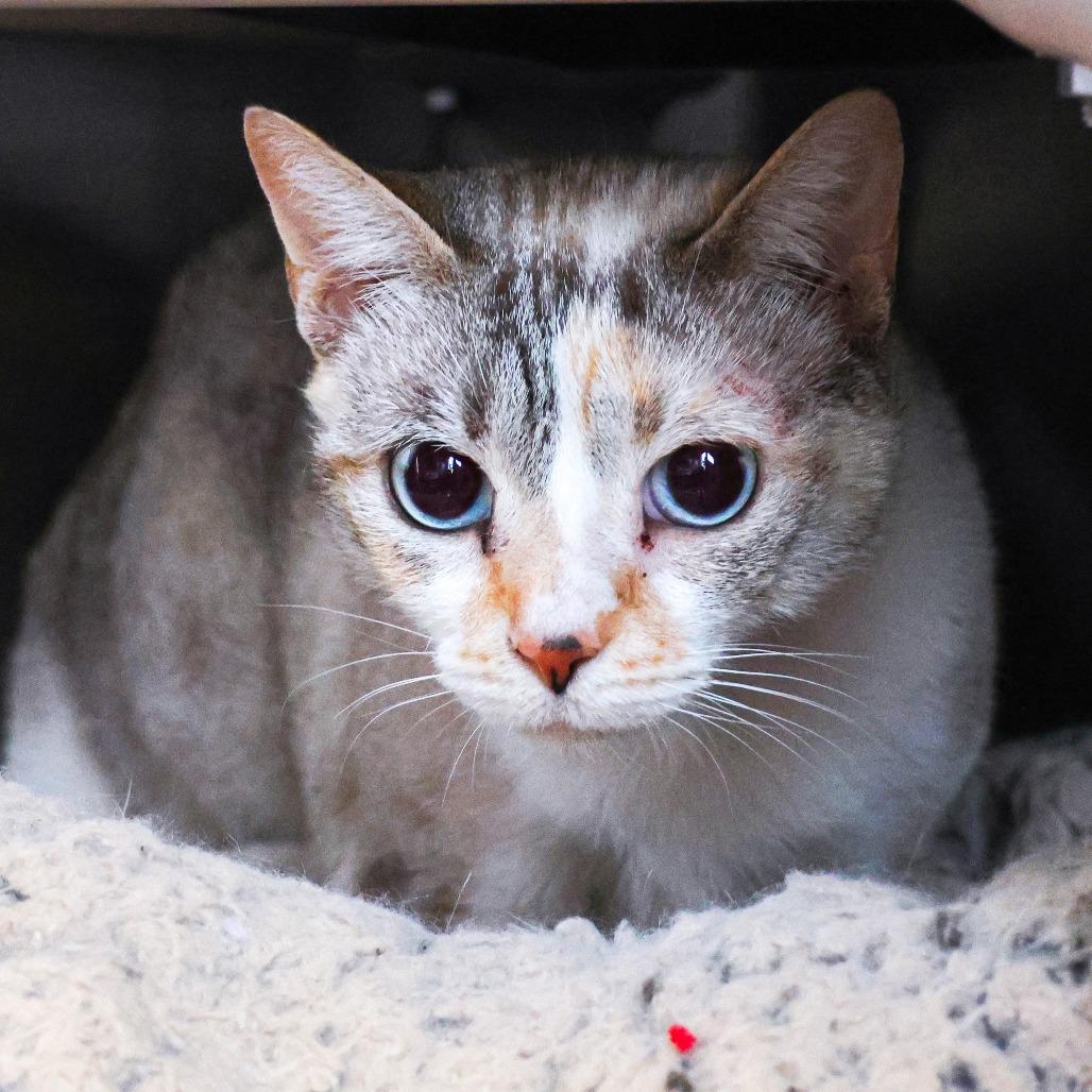 Enlarge Scully (Bonded with Mulder), a Adoptable mixed breed in Wilmington, DE image 2/2