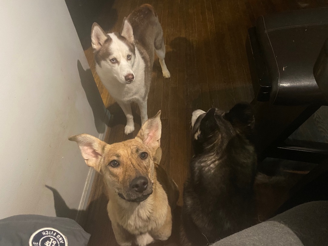 Perdita <3, Adoptable, Young Female Shepherd.