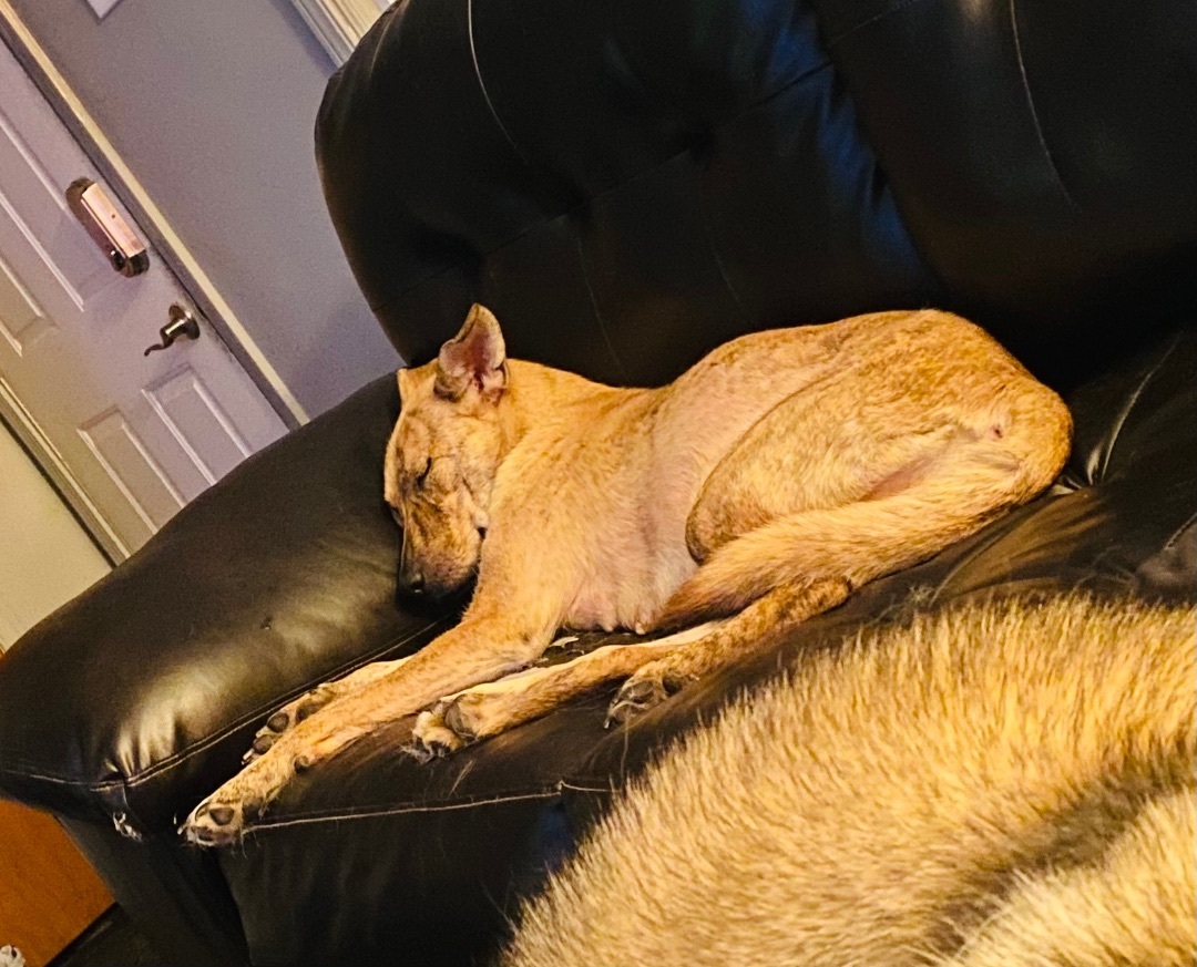 Enlarge Perdita <3, a Adoptable Shepherd in Lincoln Park, MI image 2/5