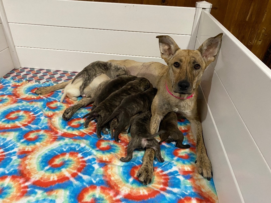 Enlarge Perdita <3, a Adoptable Shepherd in Lincoln Park, MI image 3/5