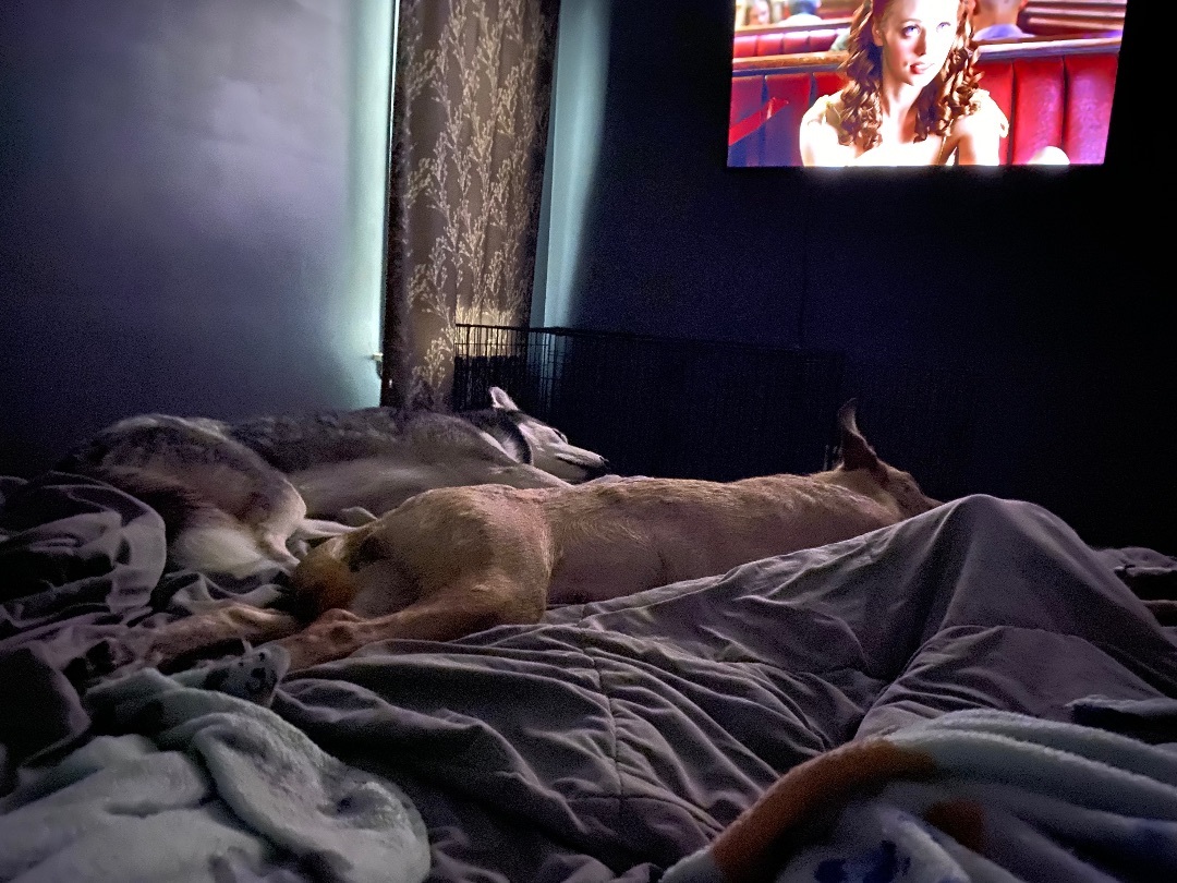 Enlarge Perdita <3, a Adoptable Shepherd in Lincoln Park, MI image 4/5