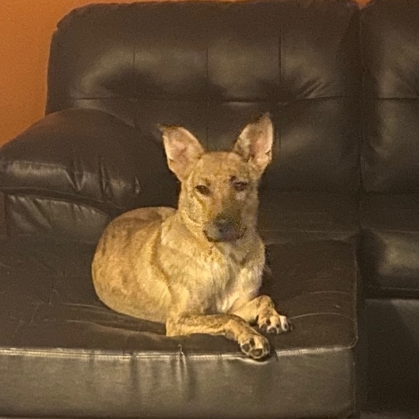 Enlarge Perdita <3, a Adoptable Shepherd in Lincoln Park, MI image 5/5