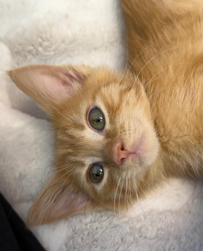 Mandarin, Adoptable, Kitten Male Domestic Short Hair.
