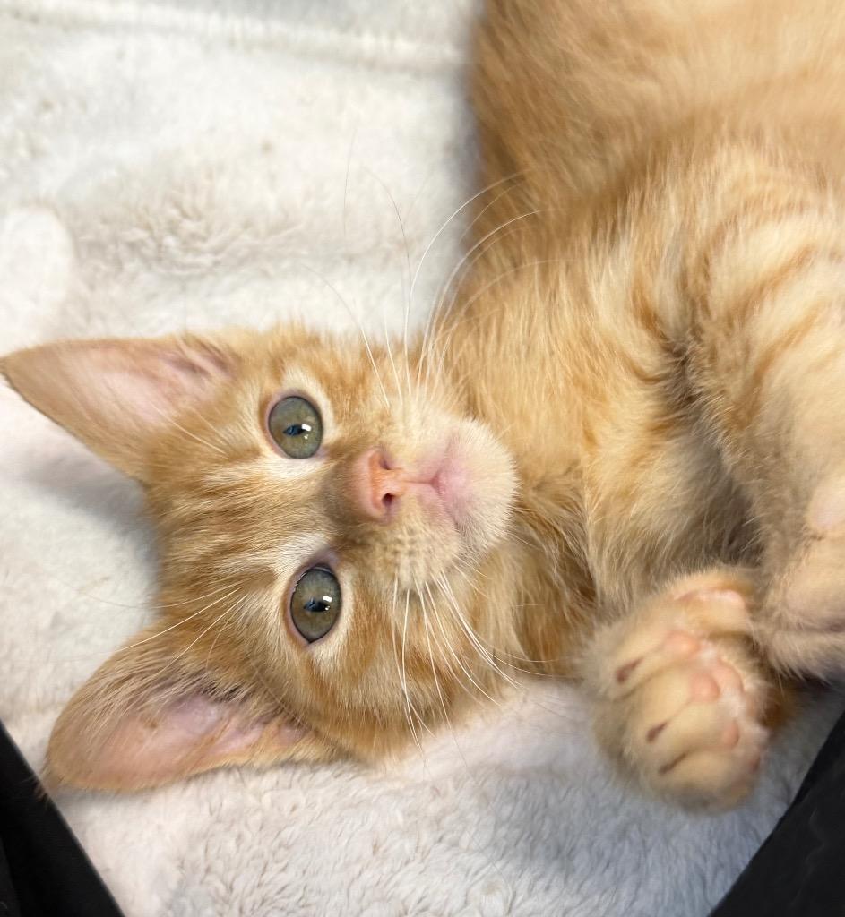 Enlarge Mandarin, a Adoptable mixed breed in Sherwood, AR image 2/5