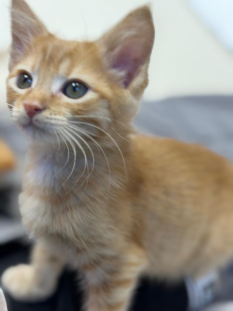Enlarge Mandarin, a Adoptable mixed breed in Sherwood, AR image 3/5