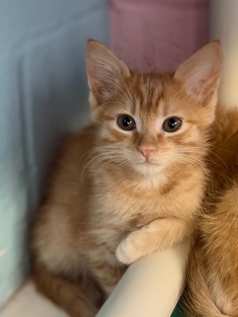 Enlarge Mandarin, a Adoptable mixed breed in Sherwood, AR image 4/5
