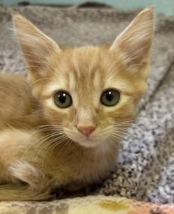 Enlarge Mandarin, a Adoptable mixed breed in Sherwood, AR image 5/5