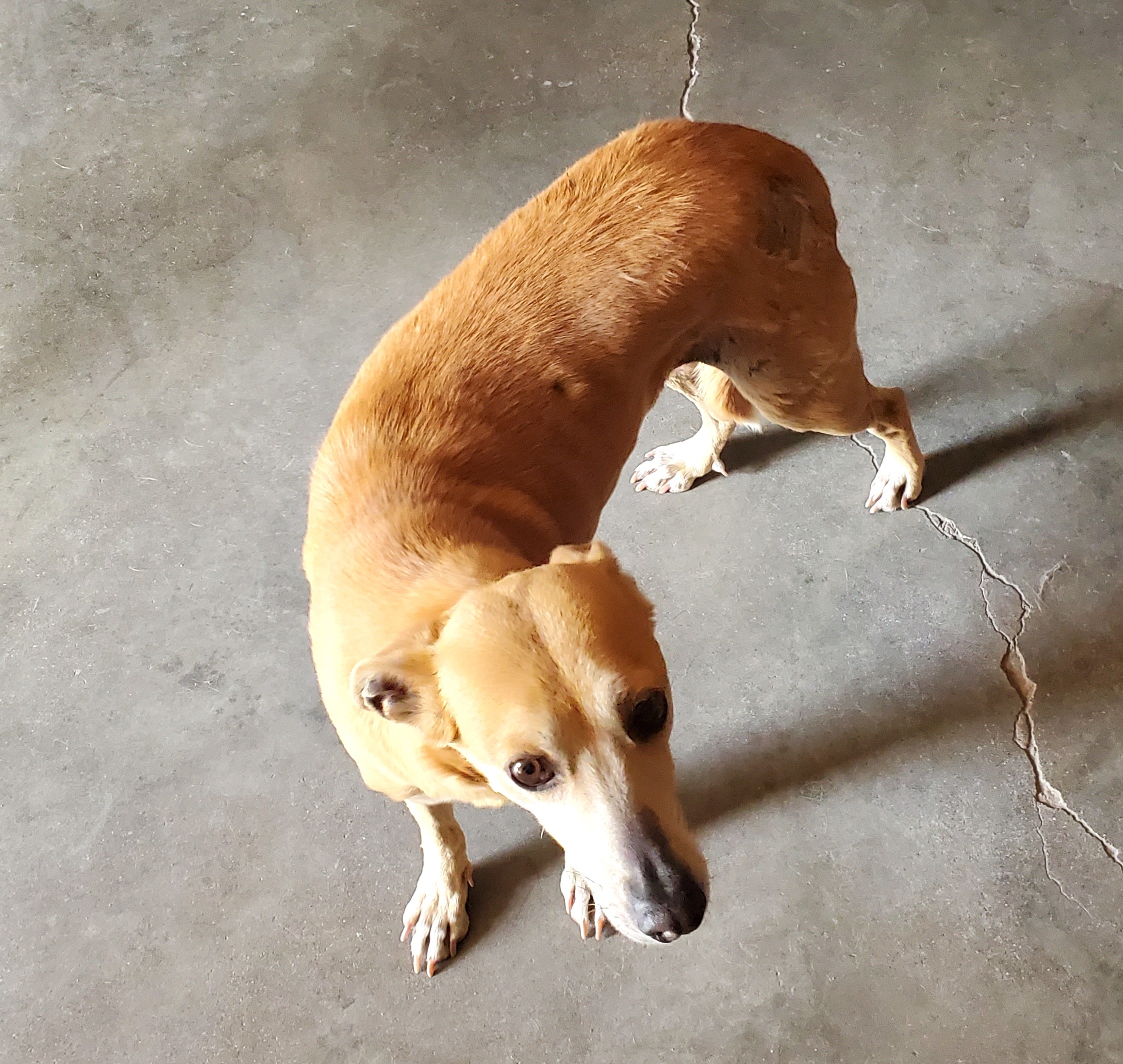 Lisi, Adult Female American Foxhound