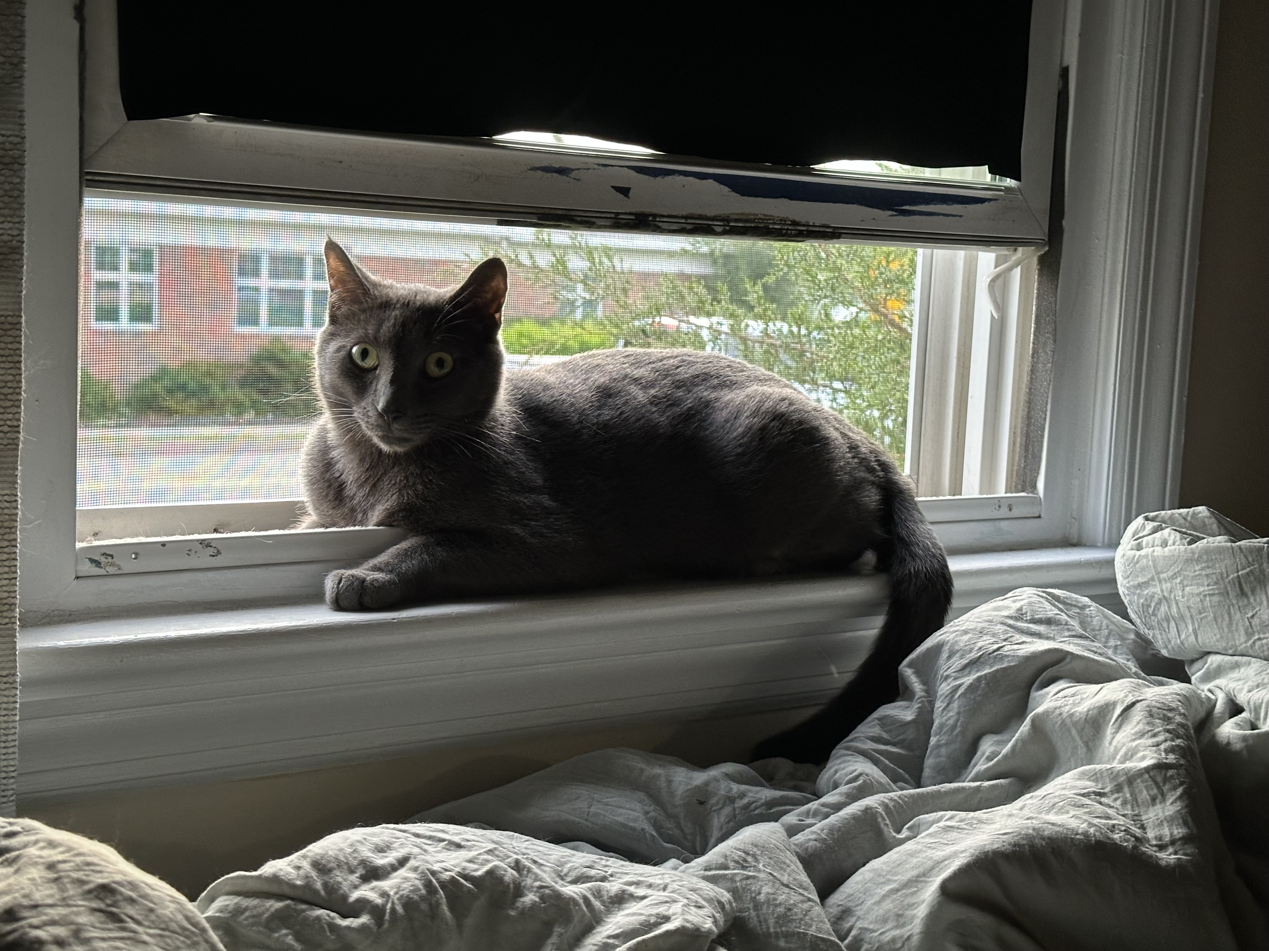 Enlarge Buster, a Adoptable mixed breed in Newfoundland, NJ image 1/3