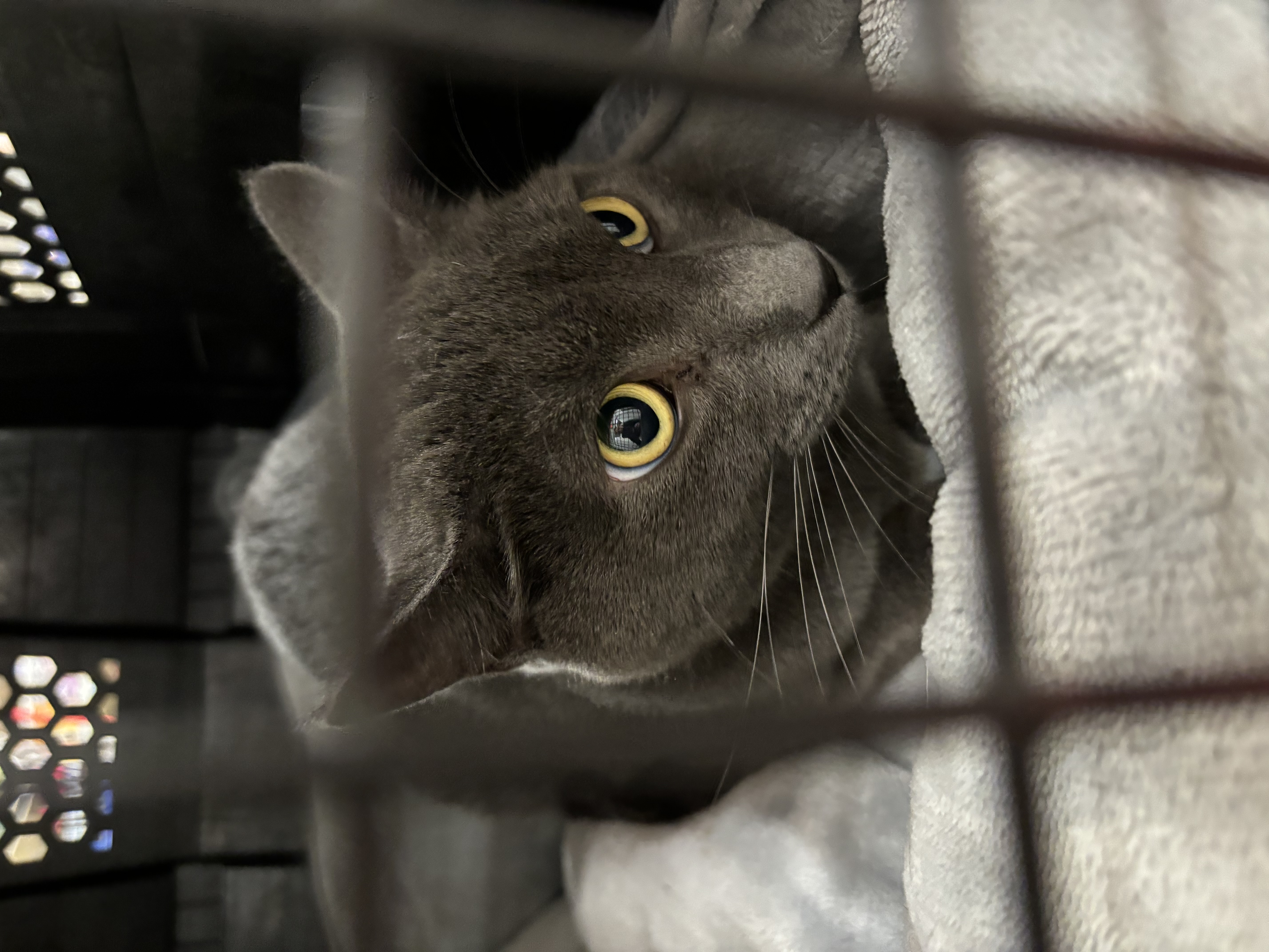 Enlarge Buster, a Adoptable mixed breed in Newfoundland, NJ image 2/3